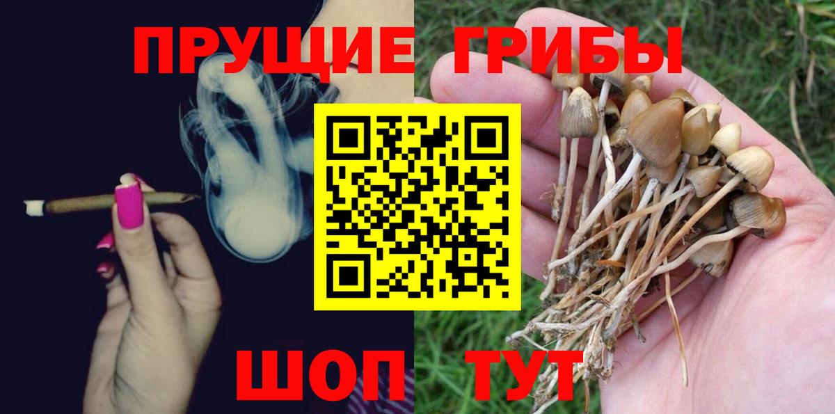 Галлюциногенные грибы Psilocybe Алейск